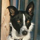 Kassi was adopted in February, 2003